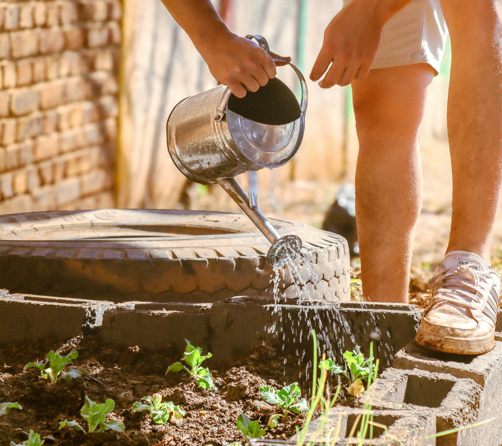 Arrosoir versant de l'eau dans un potager