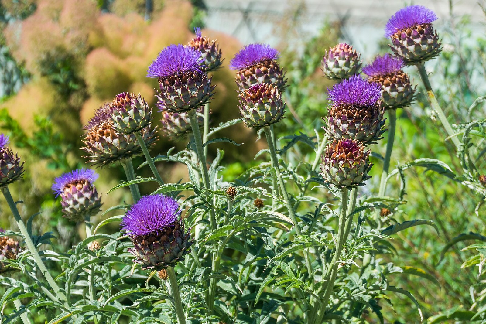 Pieds d'artichaut en fleur avec leurs capitules violets dans un jardin