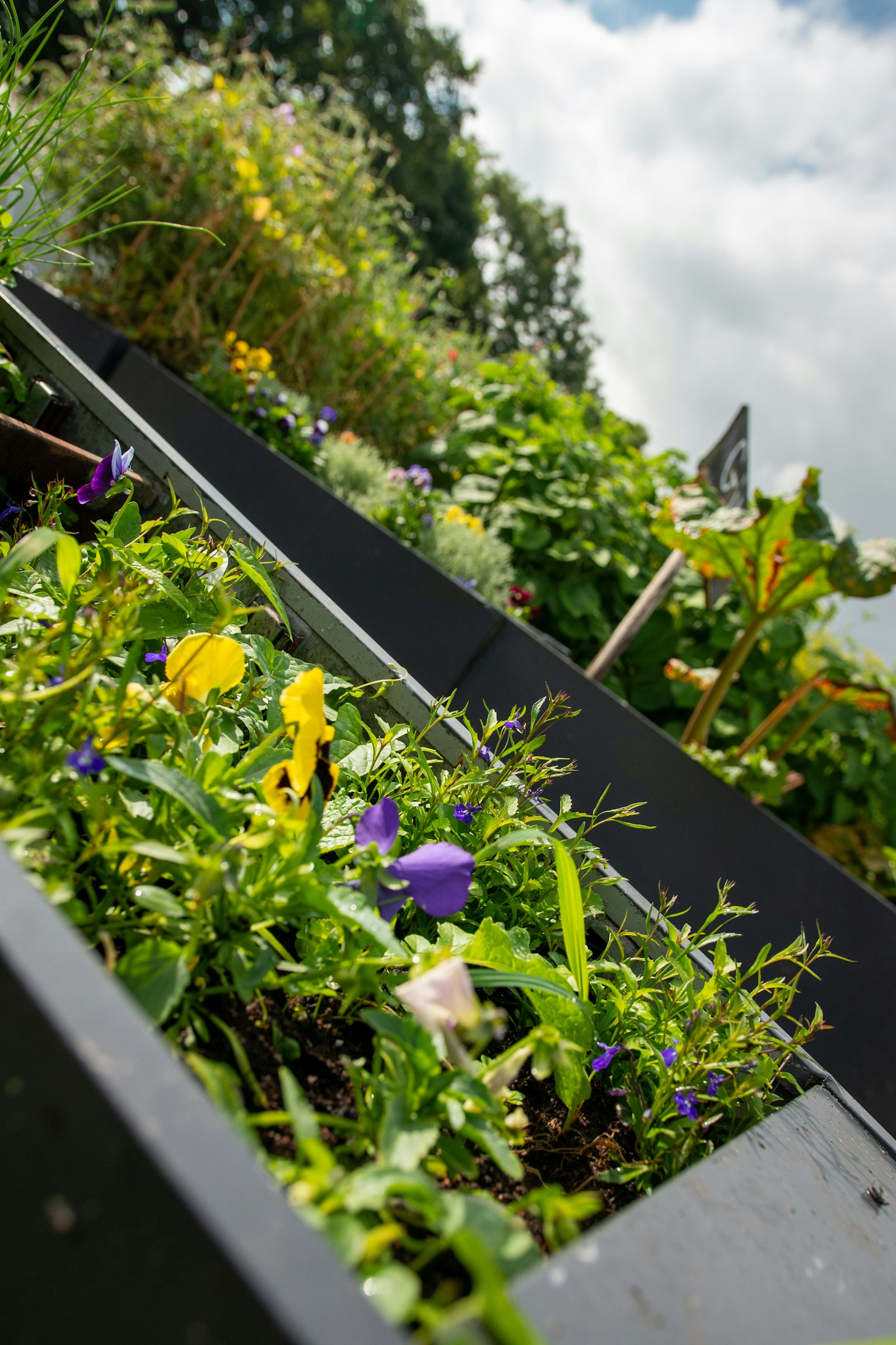 Plantes vertes et petites fleurs violettes et jaunes mêlées