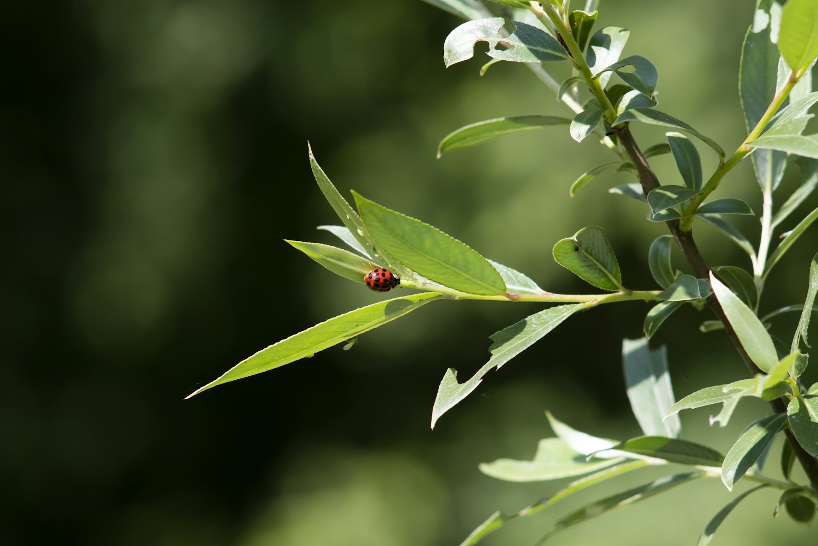 Coccinelle posée sur une feuille verte