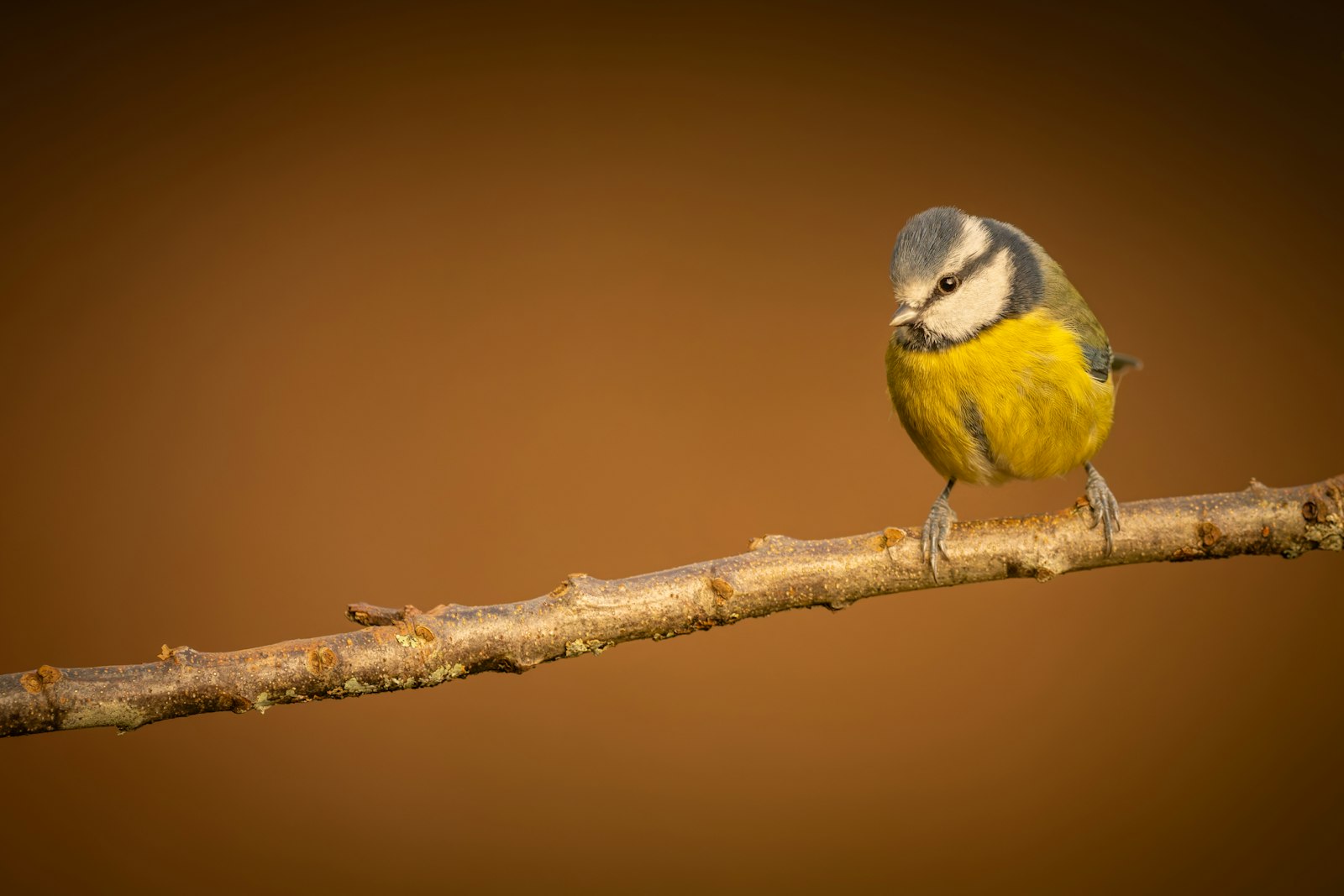 Mésange bleue perchée sur une branche