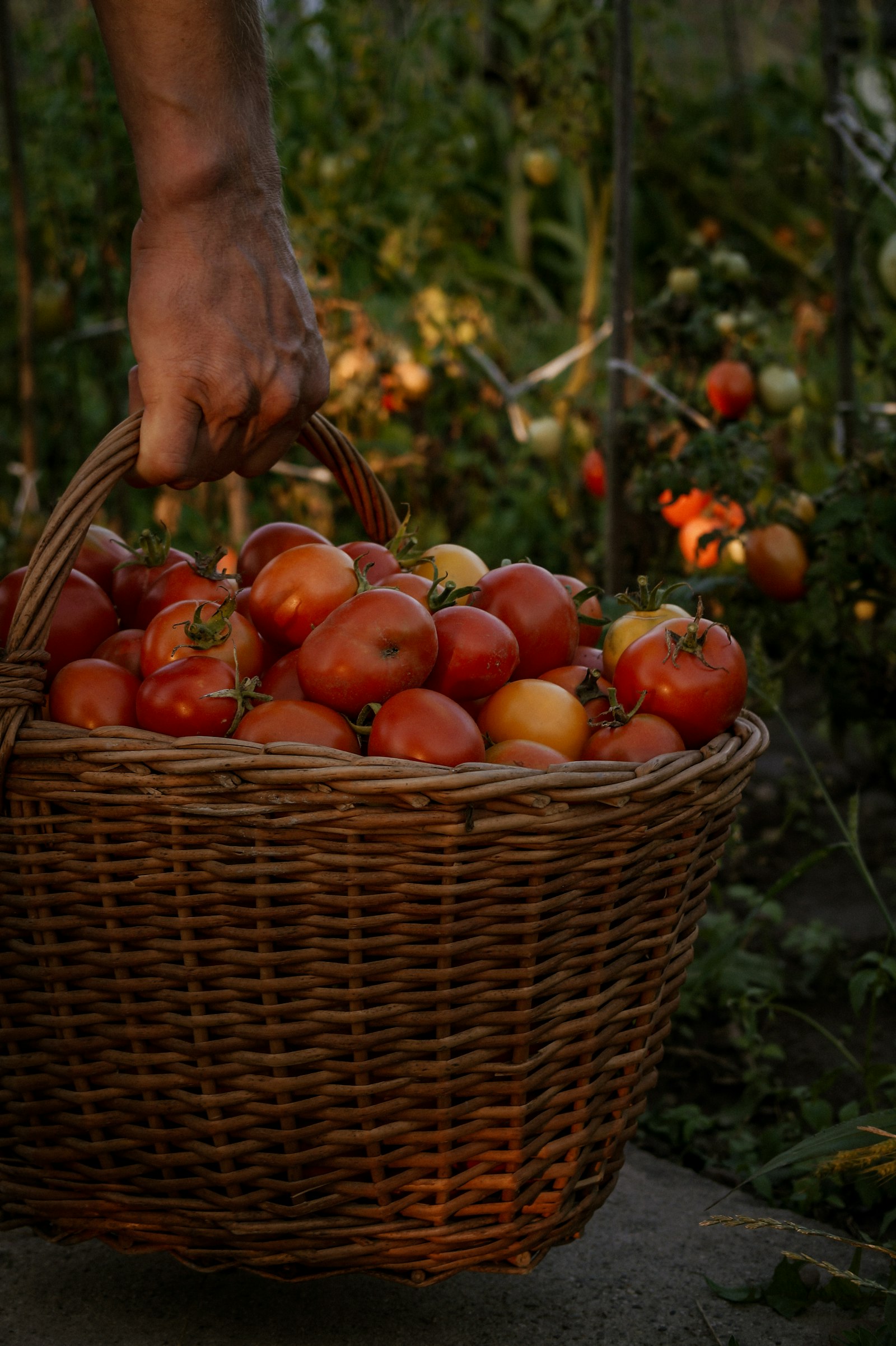 Tomates rouges et jaunes dans un panier tressé