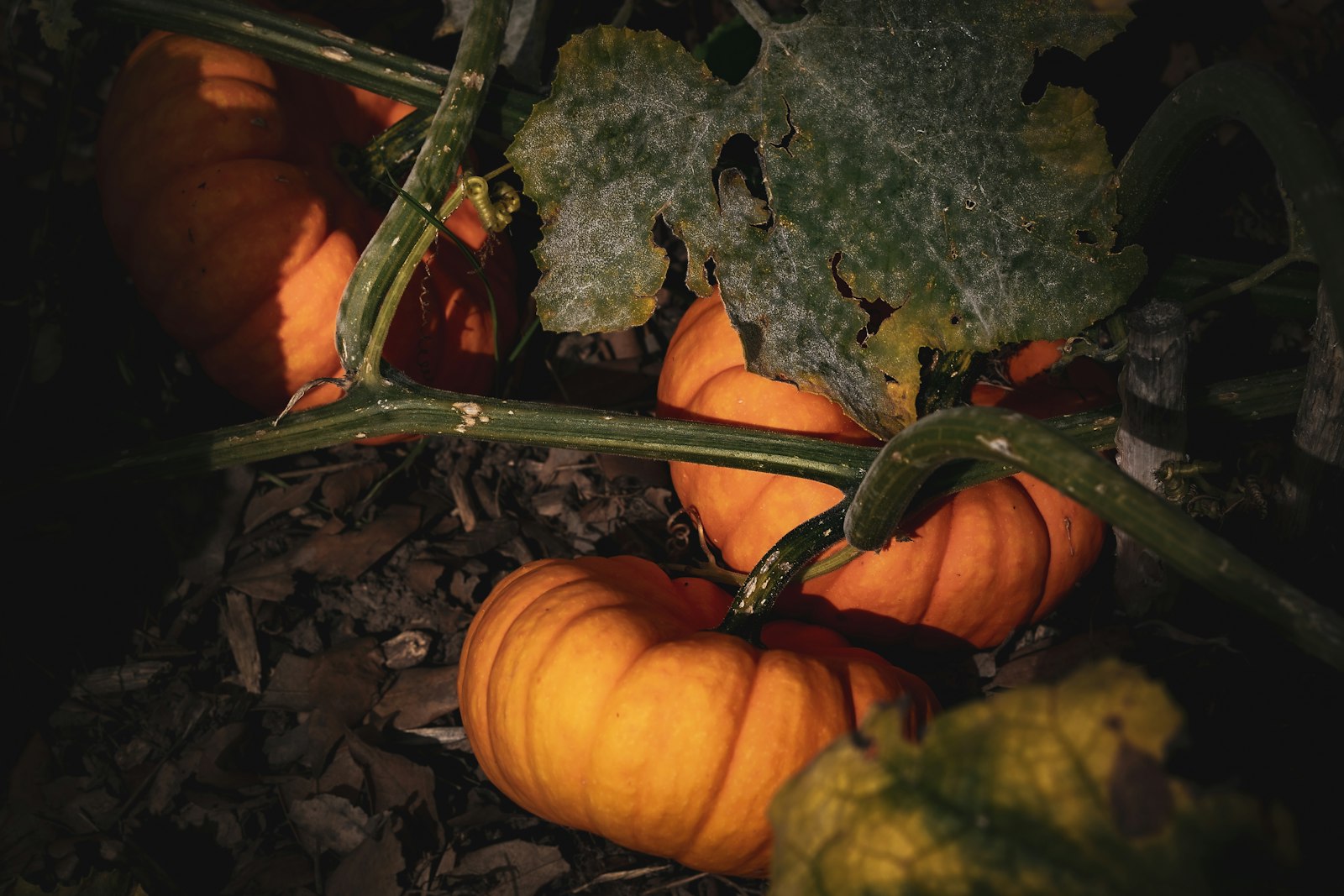 Courges orange poussant sur leur tige dans une terre sombre