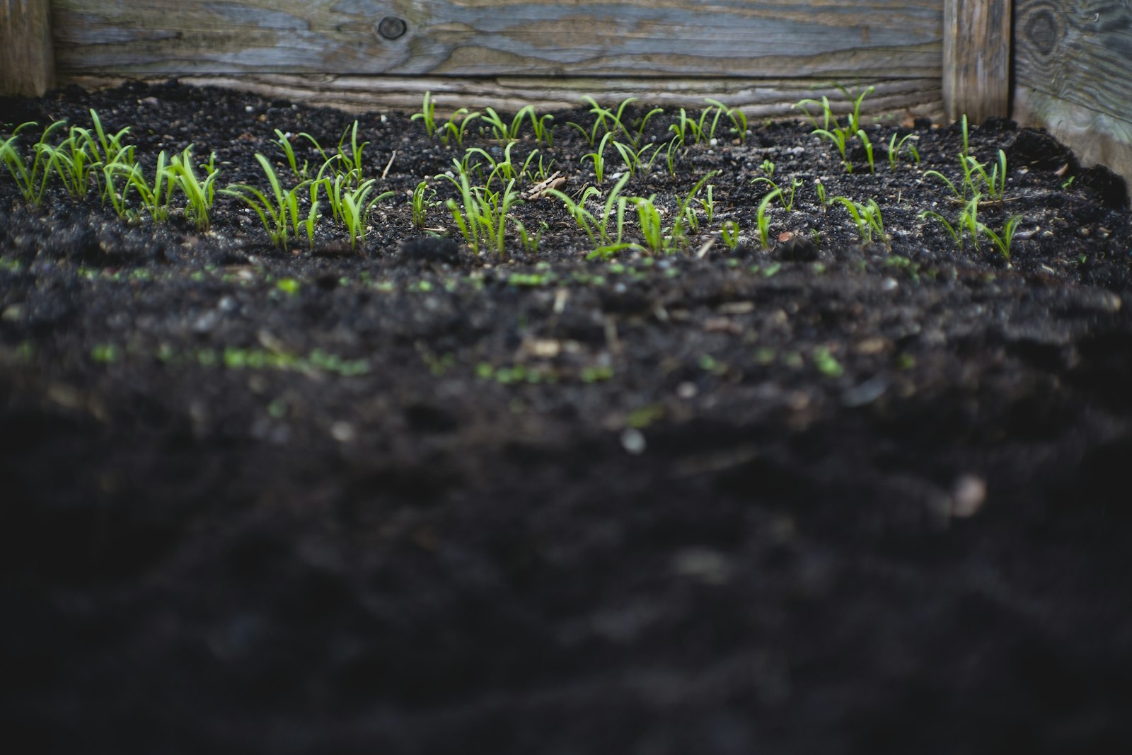Jeunes plantes vertes sur une terre noire