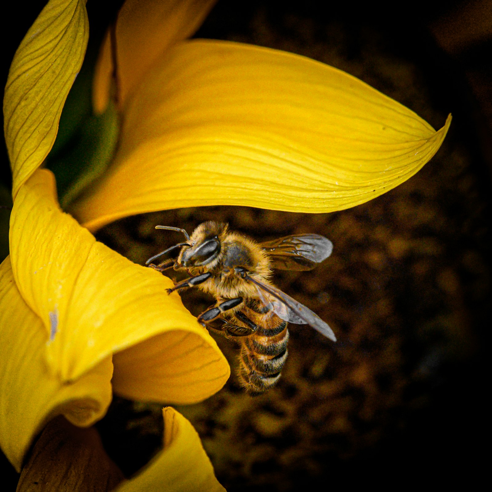 Abeille posée sur une fleur
