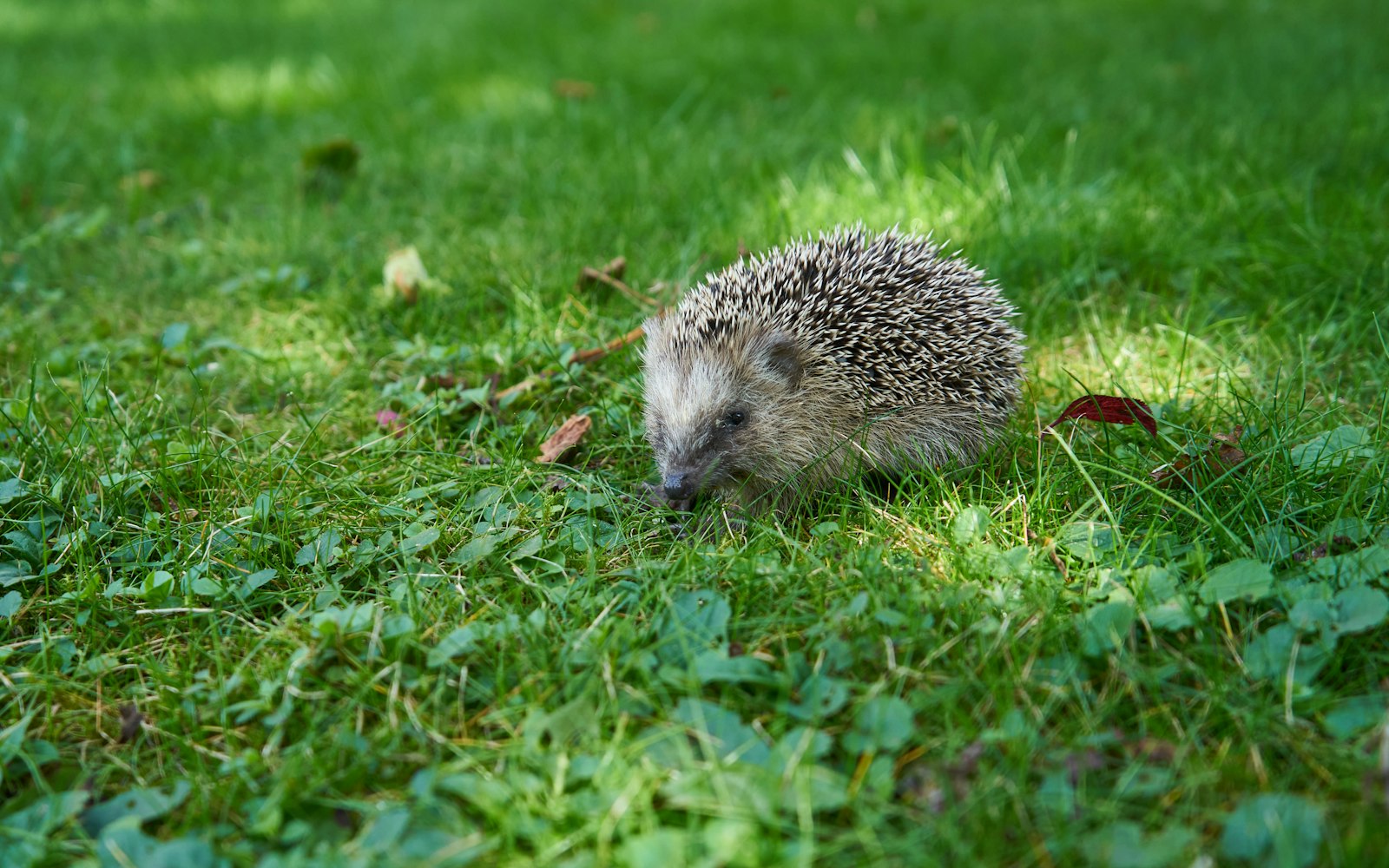 Hérisson assis dans l'herbe
