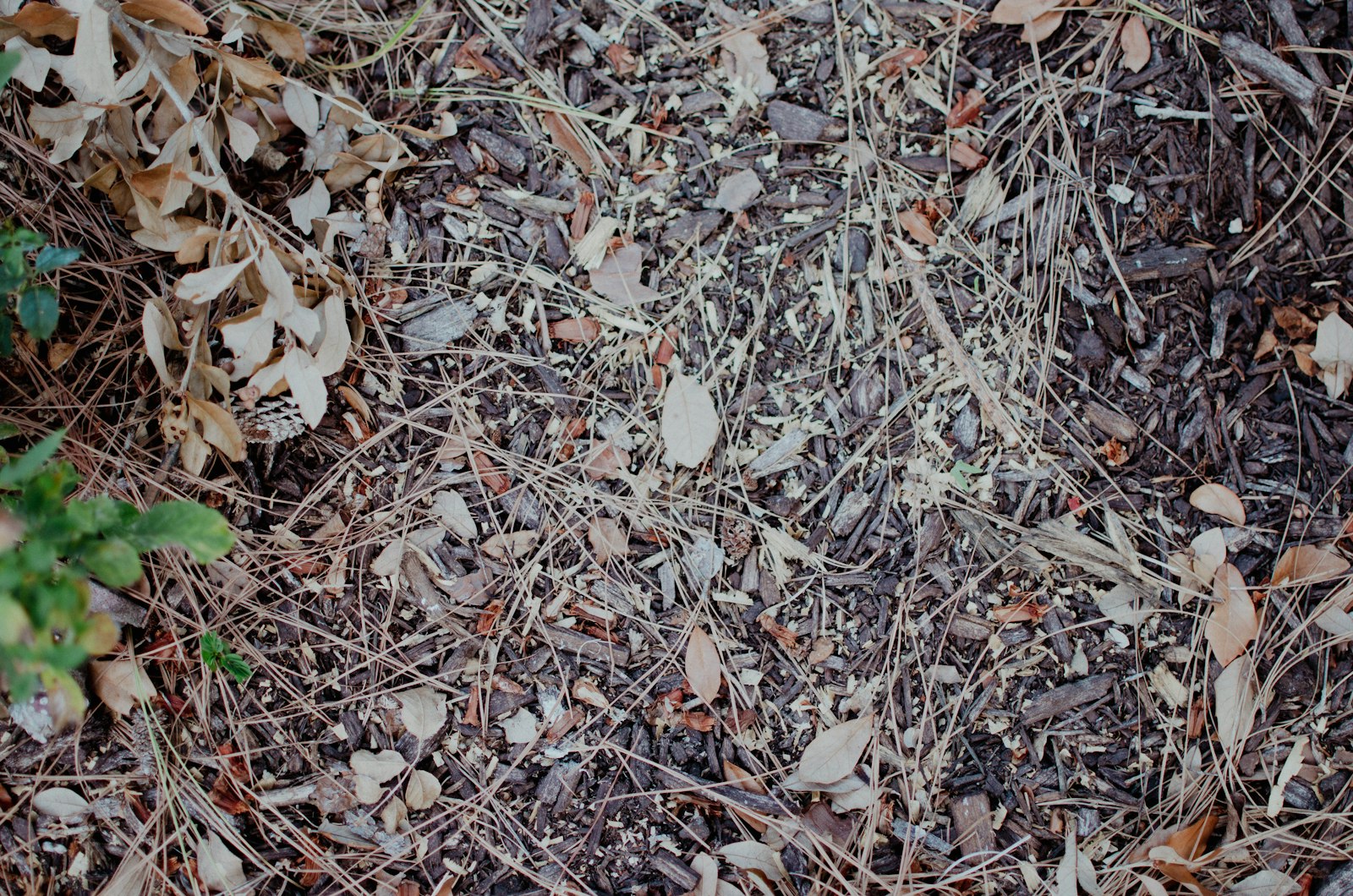Tas de feuilles mortes au sol