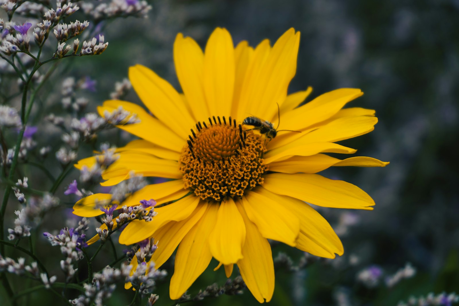 Abeille posée sur une fleur jaune