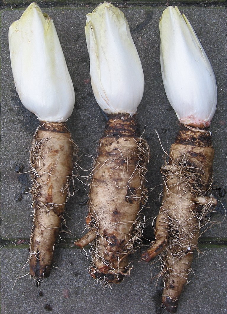 Trois chicons d'endive encore attachés à leur racine après forçage