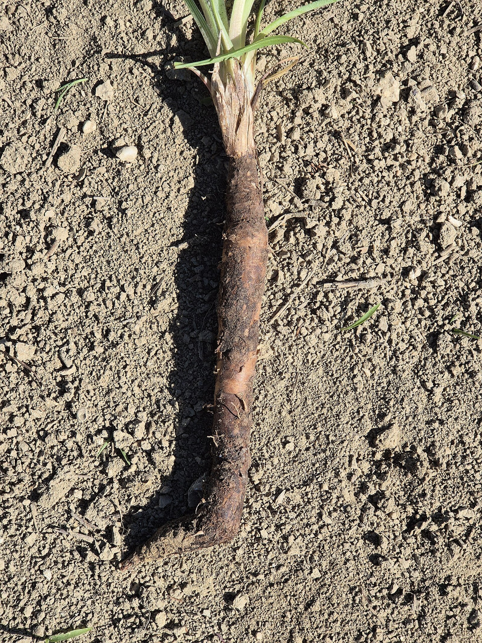 Racine de scorsonère à peau noire fraîchement arrachée, posée sur la terre du potager