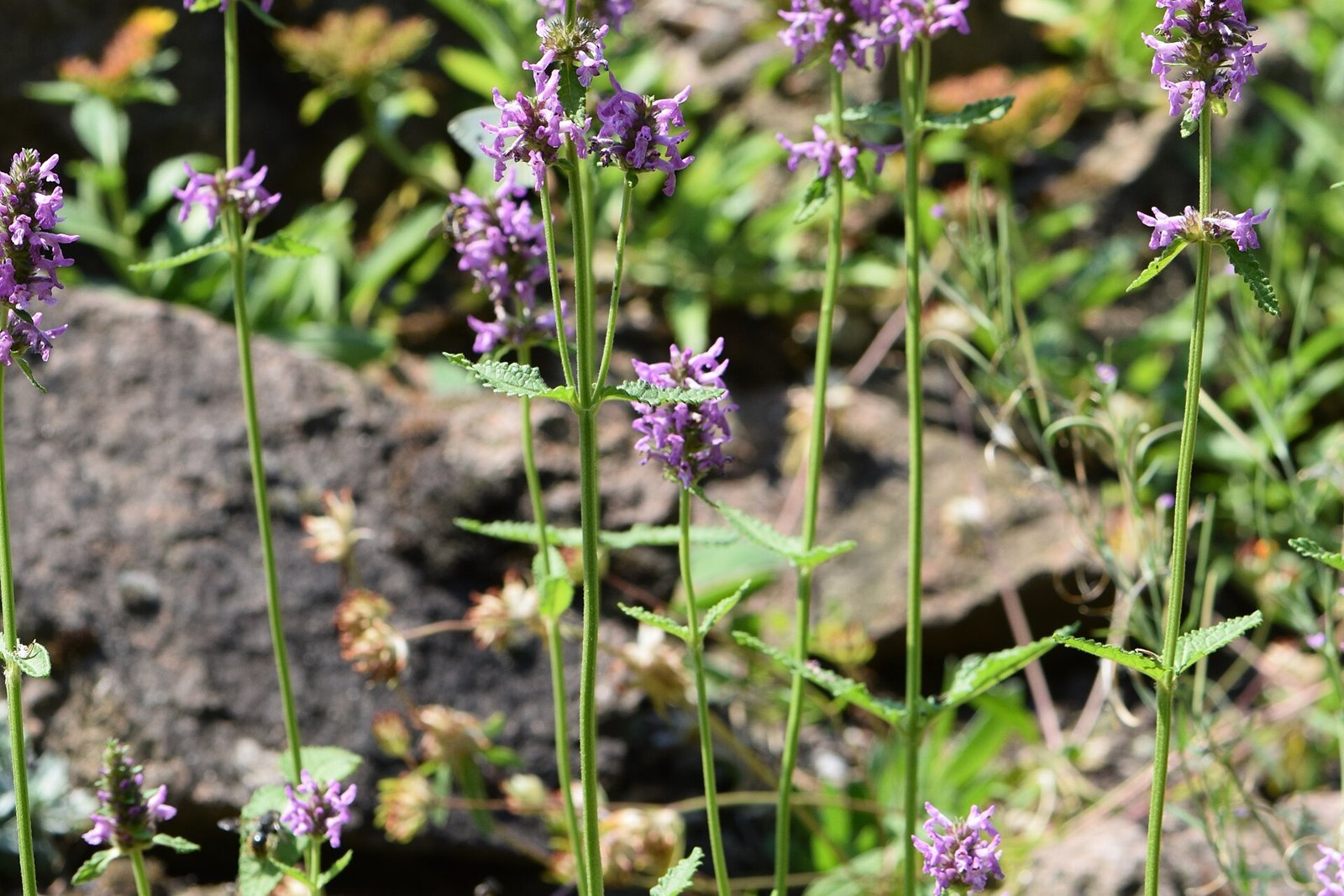 Crosne du Japon (Stachys affinis) en fleurs au jardin