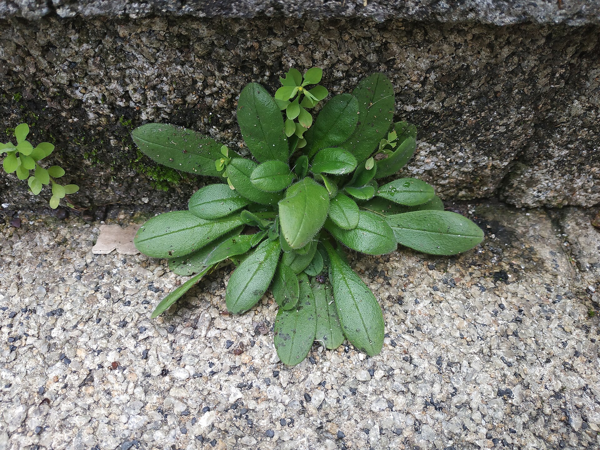 Rosettes de mâche en pleine terre