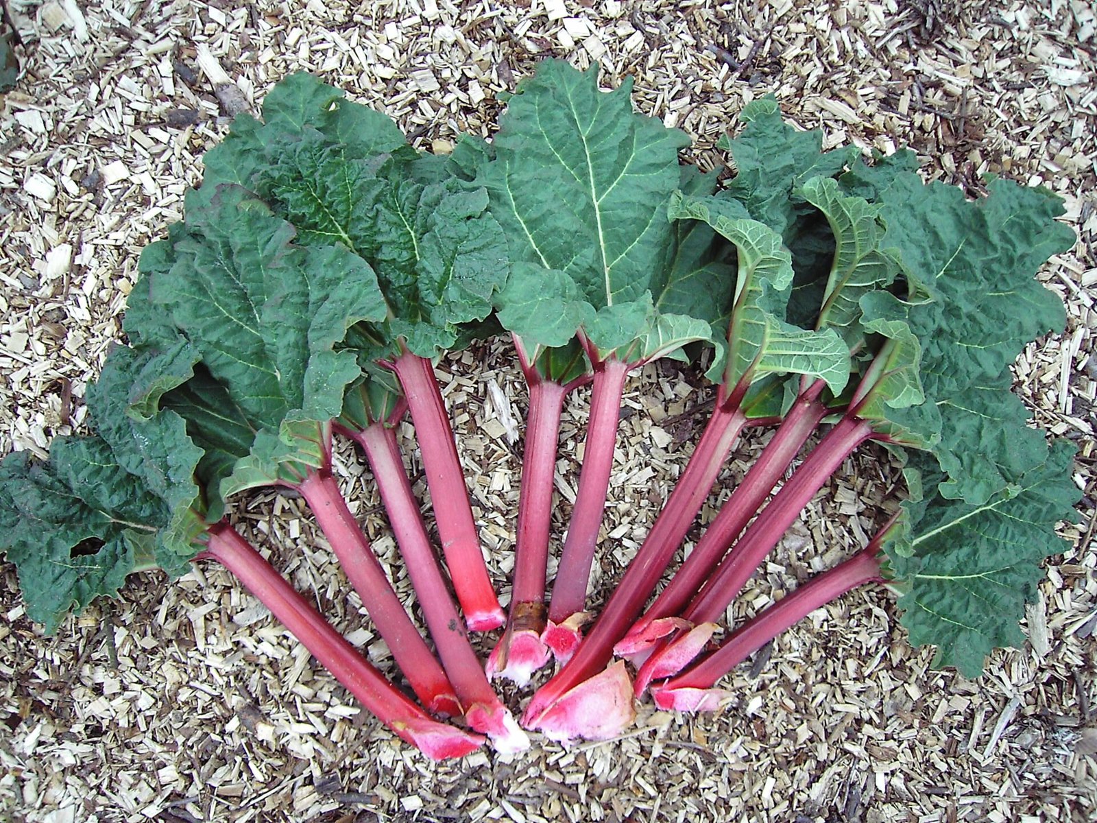 Tiges de rhubarbe rouges fraîchement récoltées avec leurs grandes feuilles