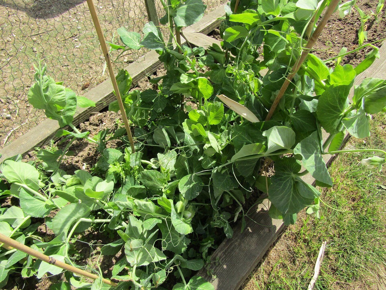 Plants de petits pois grimpant sur des tuteurs dans un potager