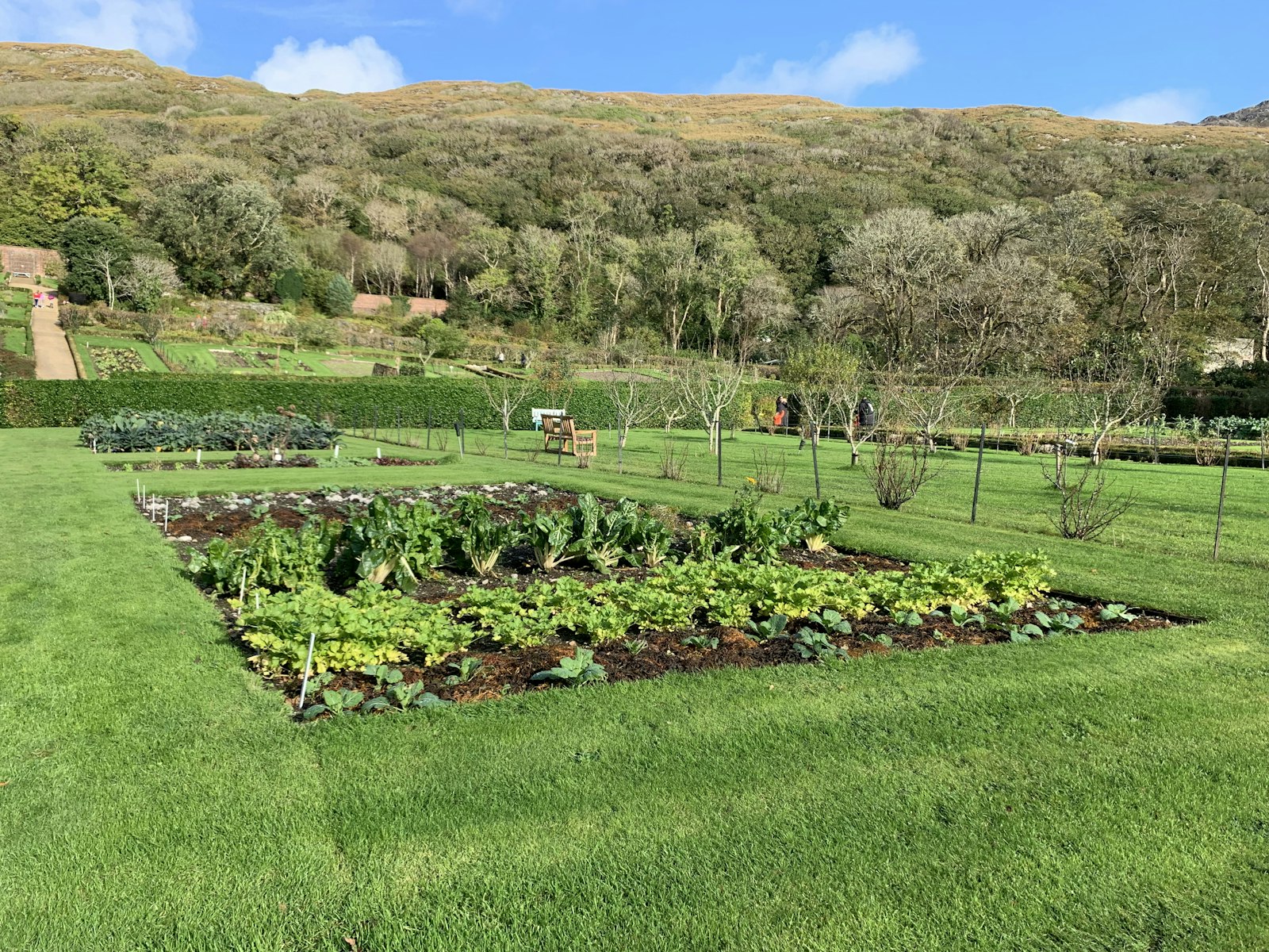 Potager envahi de plants verts