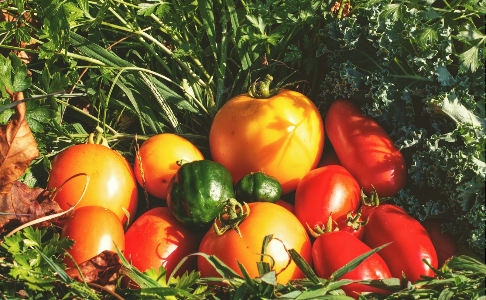 Tomates rouges et jaunes sur la plante