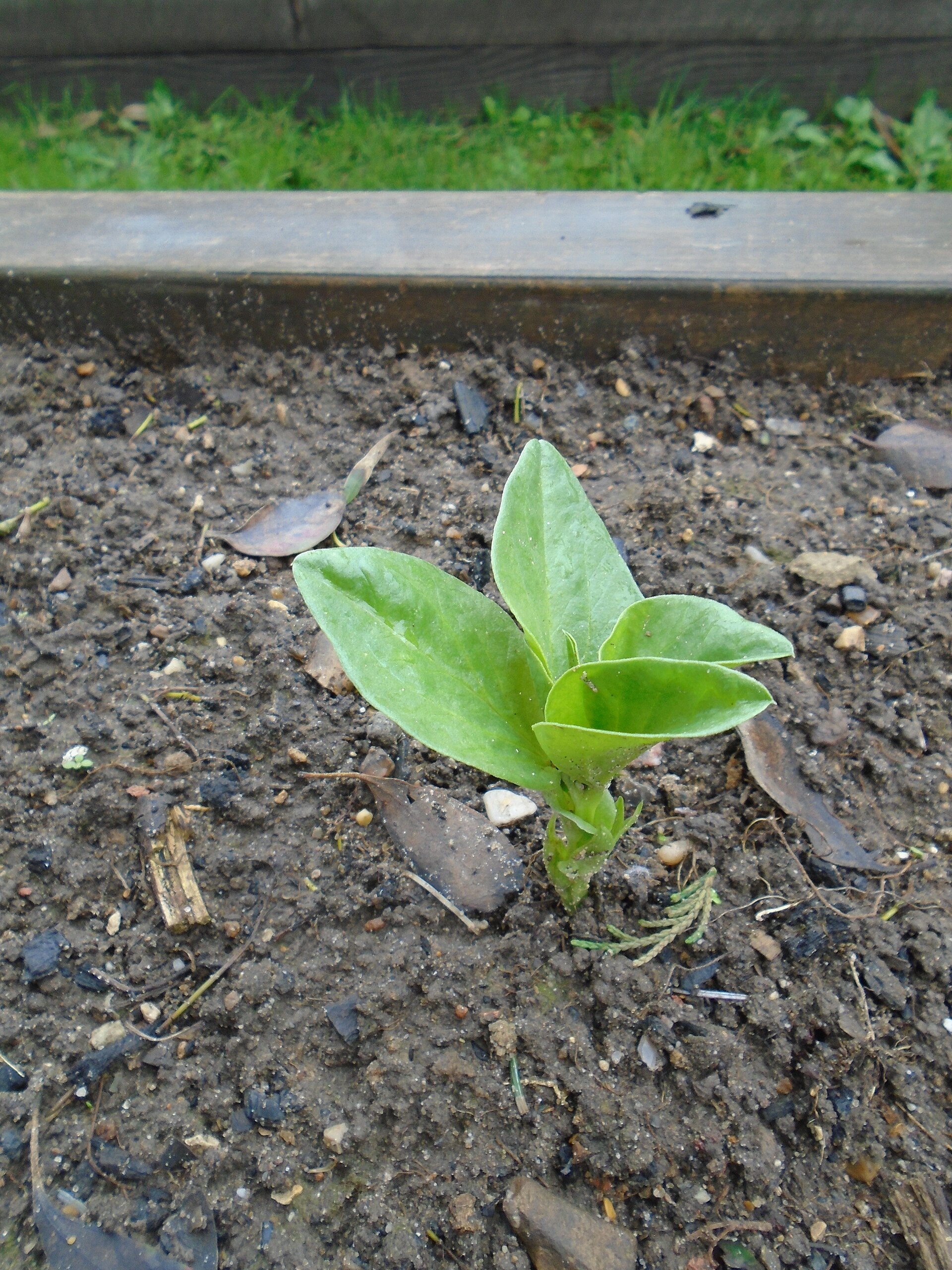 Jeune plant de fève avec ses premières feuilles vertes sortant d'un sol sombre