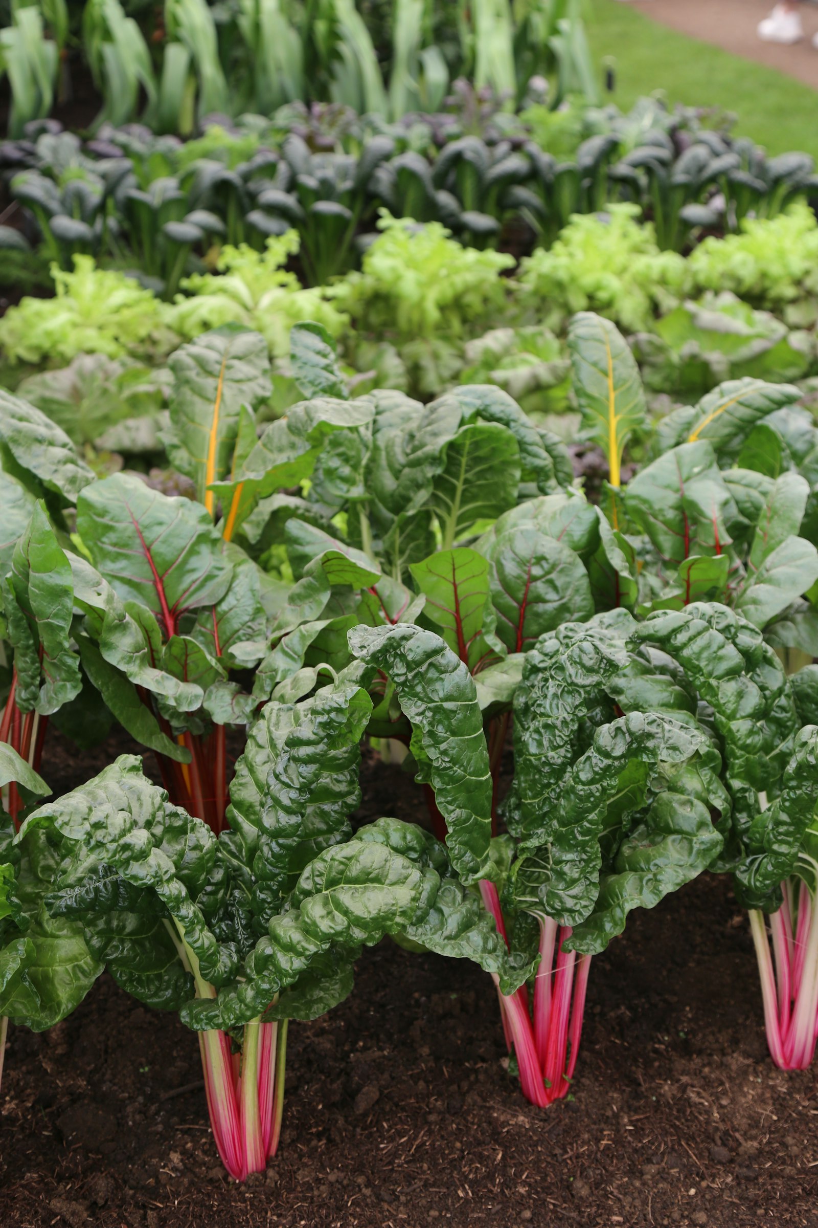 Potager aux larges feuilles vertes