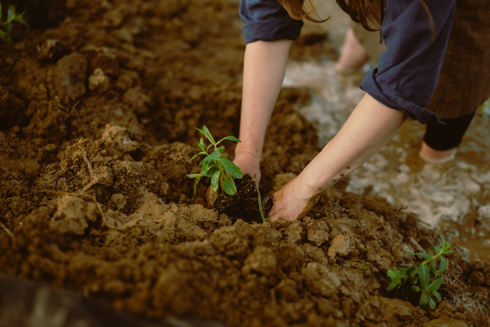 Mains plantant un jeune plant dans une terre riche