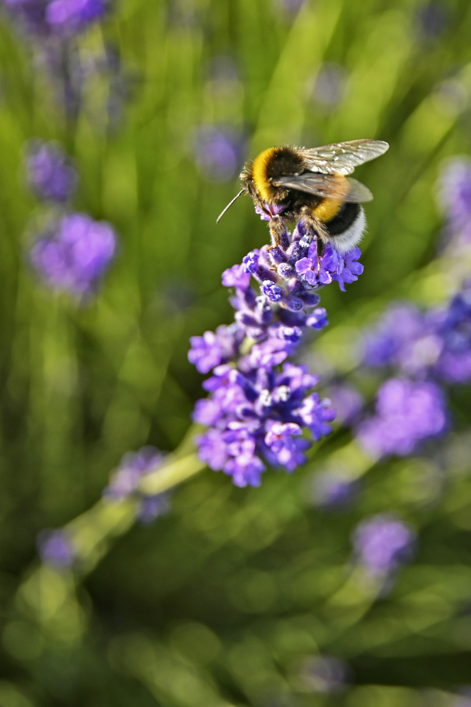 Abeille sur une fleur violette