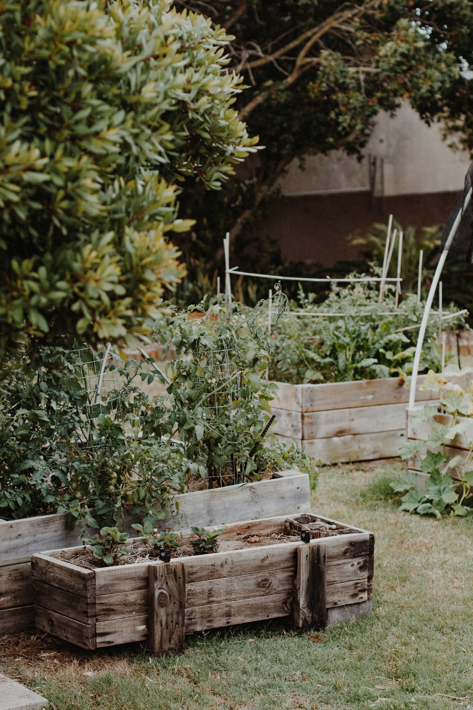 Plants verts dans une caisse en bois