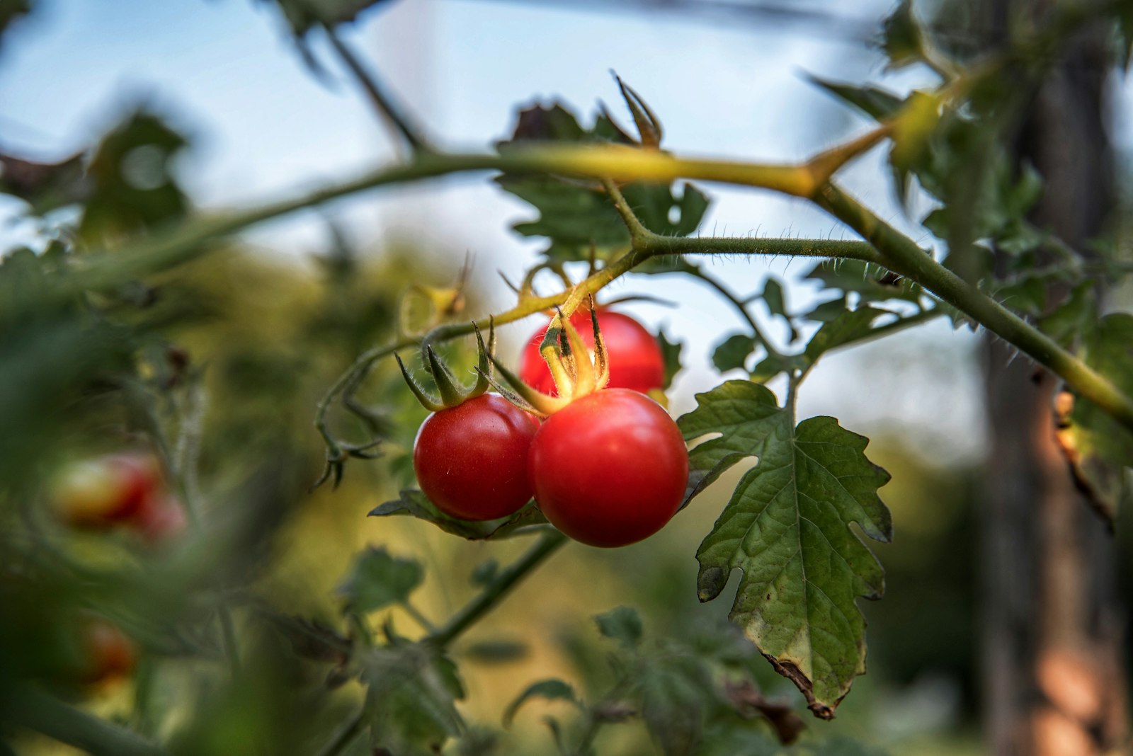 Tomates cerises rouges mûres en gros plan