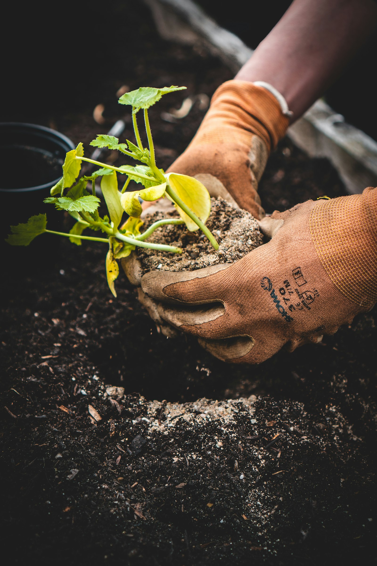 Mains gantées plantant un jeune plant en terre