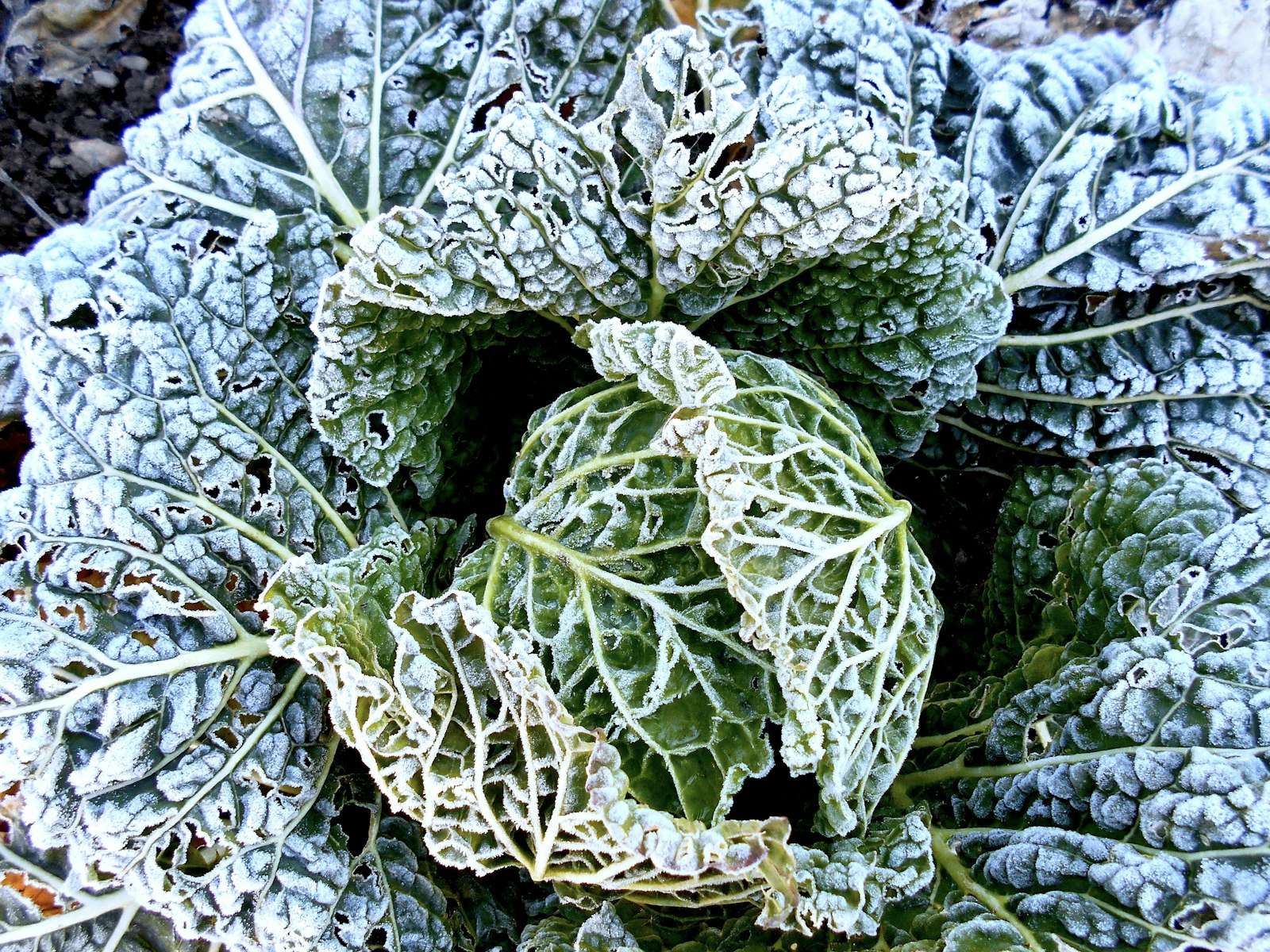 Plante couverte de givre en fin d'hiver