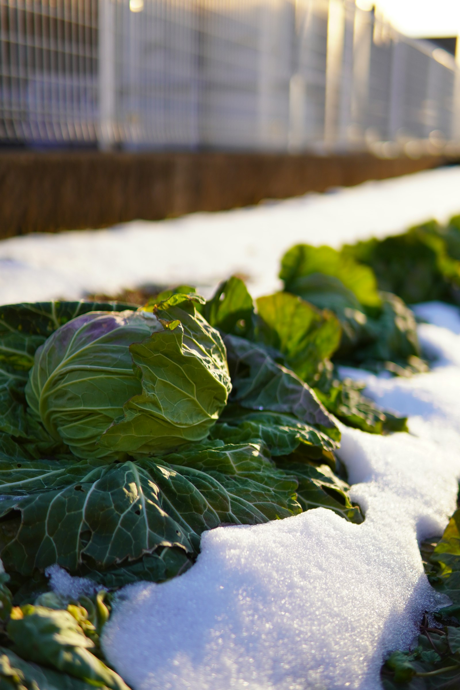 Jeune plante sous la neige en plein hiver
