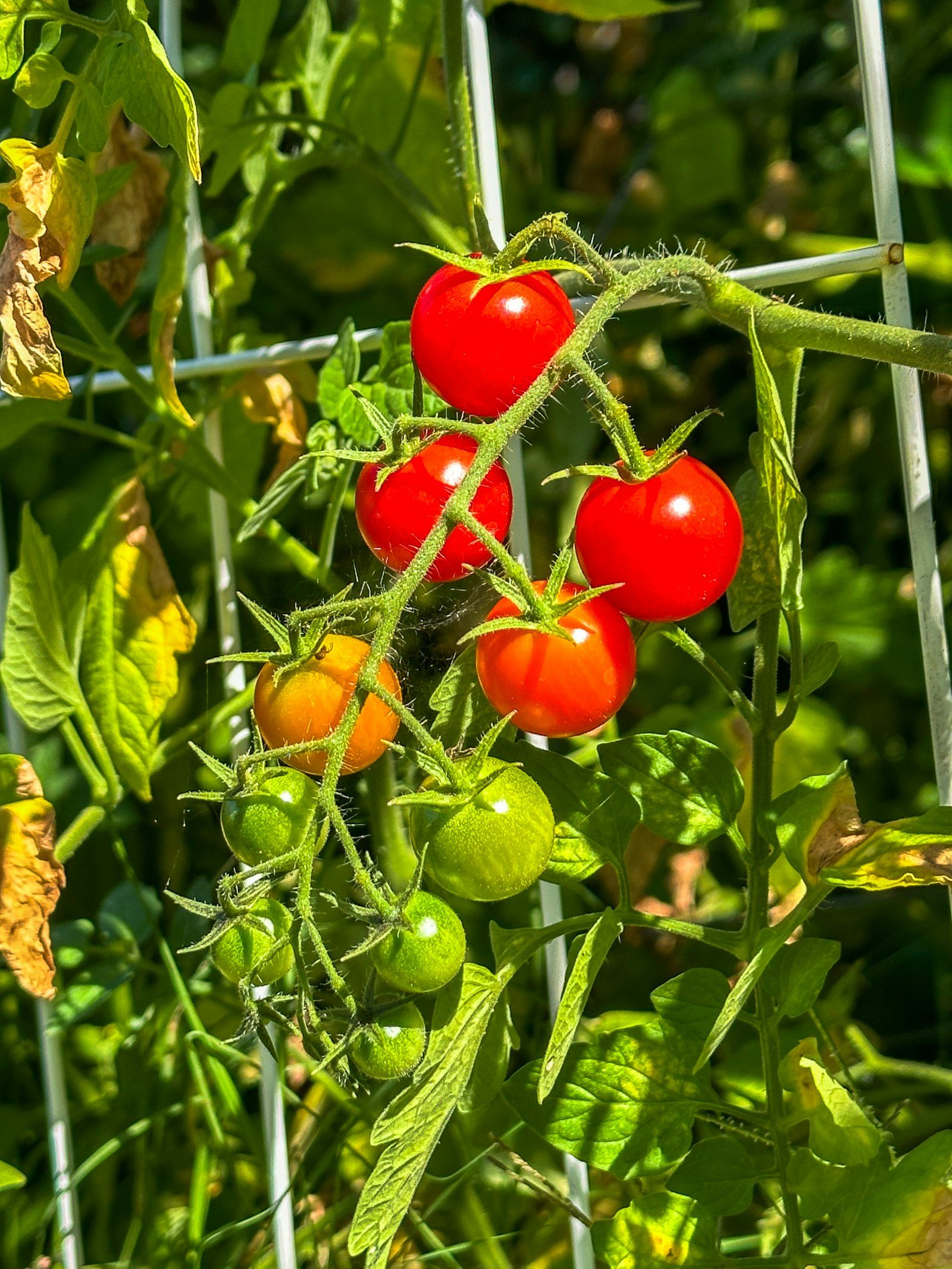 Tomates mûrissant sur leur plant dans un jardin