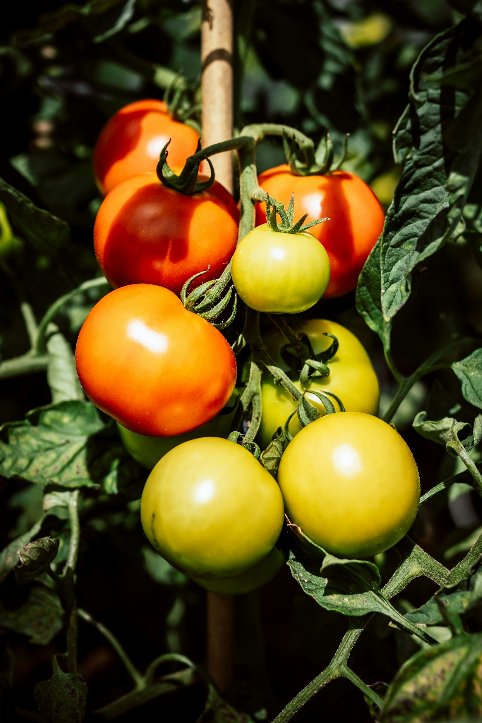 Tomates vertes et rouges sur leur plant