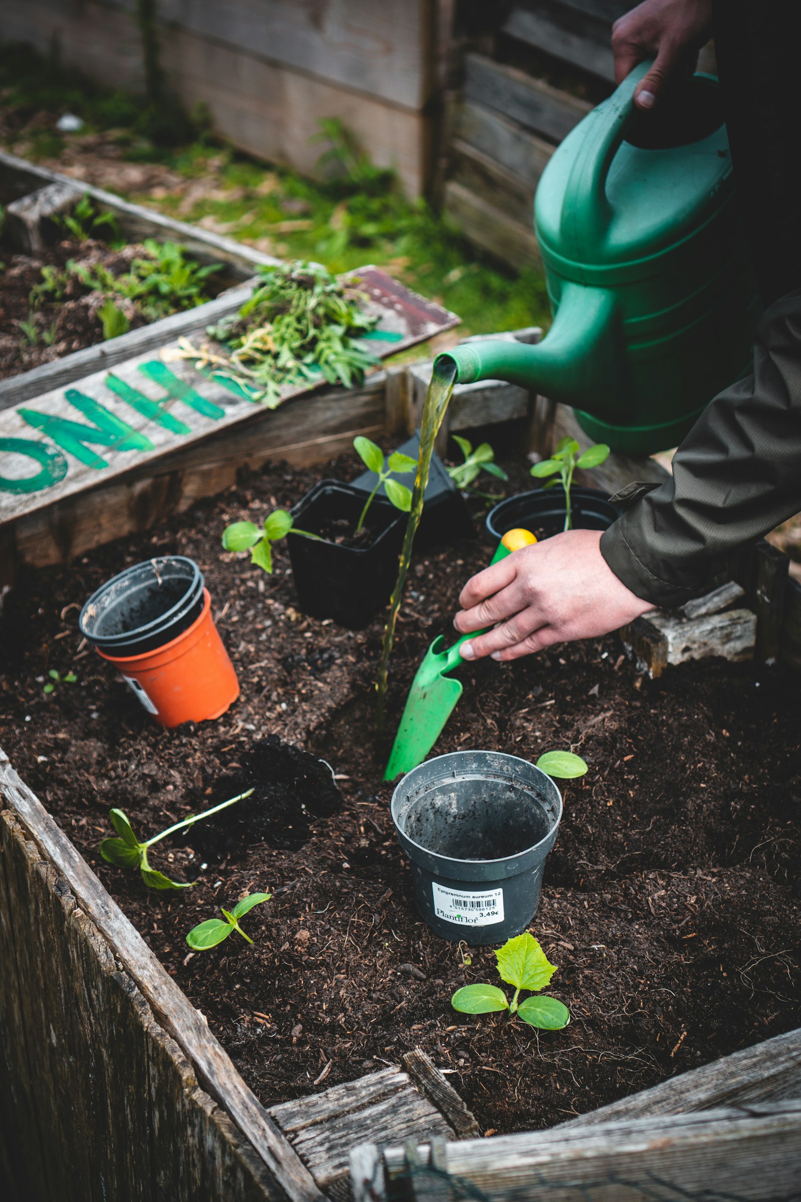 Personne plantant de jeunes plants dans un carré de potager