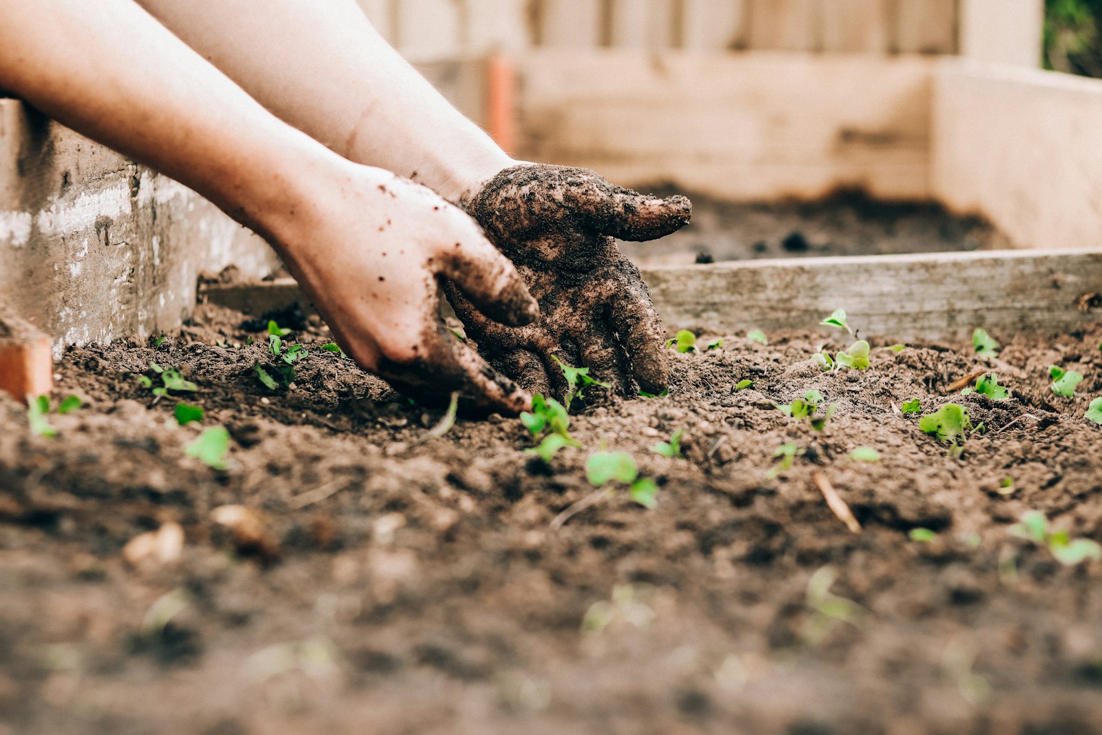 Mains plantant de jeunes plants dans la terre du jardin