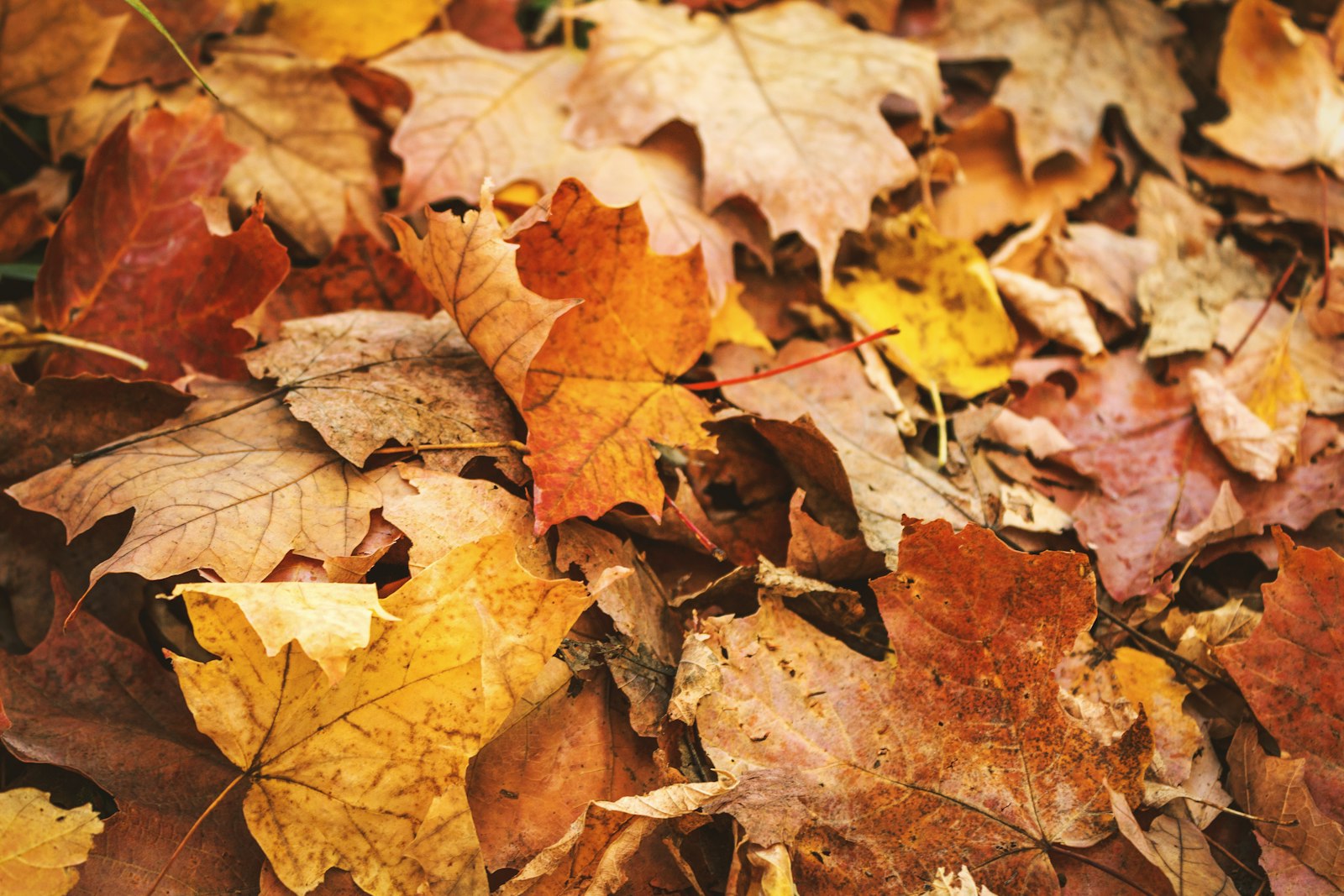 Feuilles mortes brunes d'automne tombées au sol