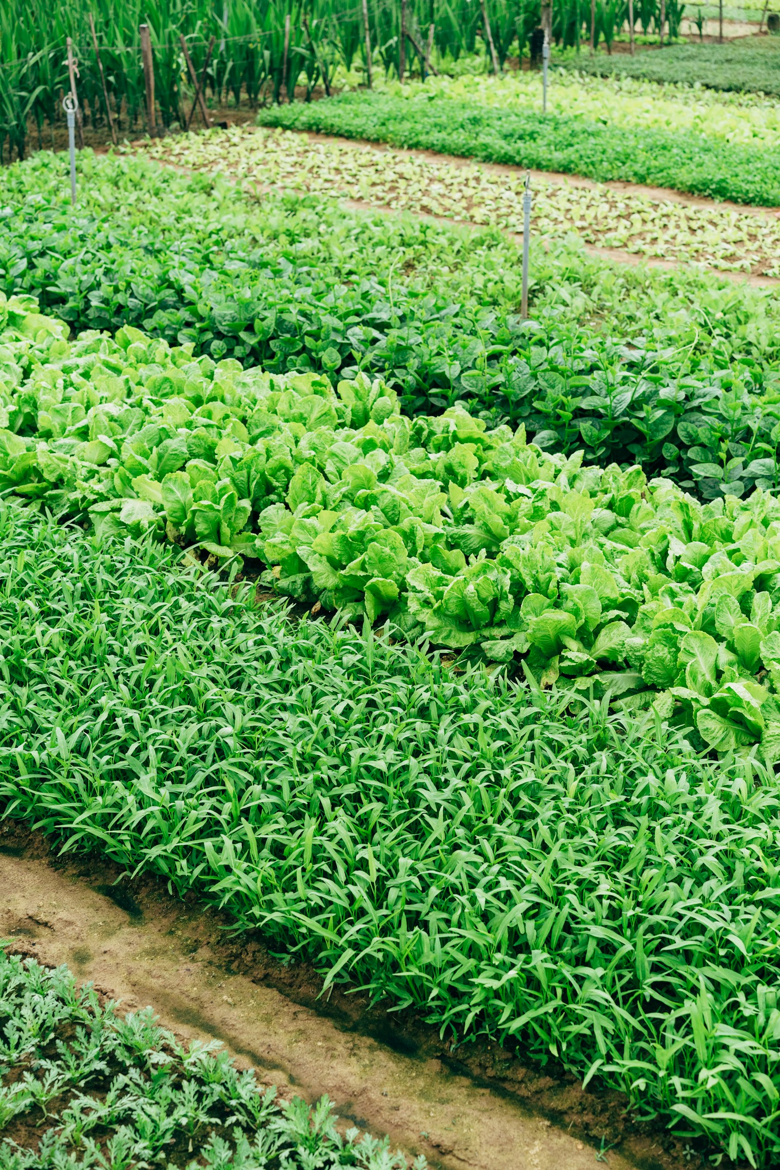 Rangs de légumes feuilles dans un jardin
