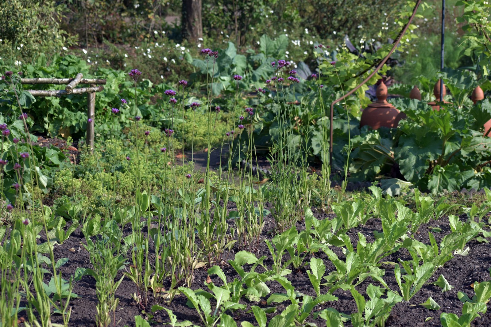 Potager en rangs de légumes verts bien entretenus