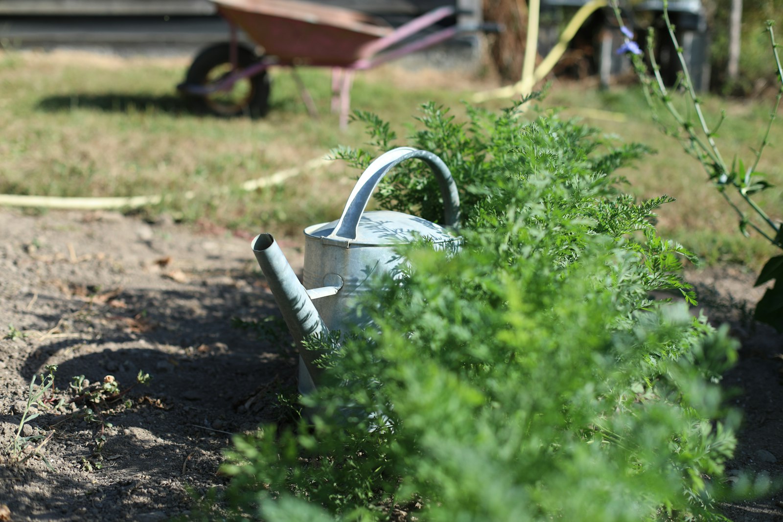 Arrosoir métallique parmi des fanes de carottes
