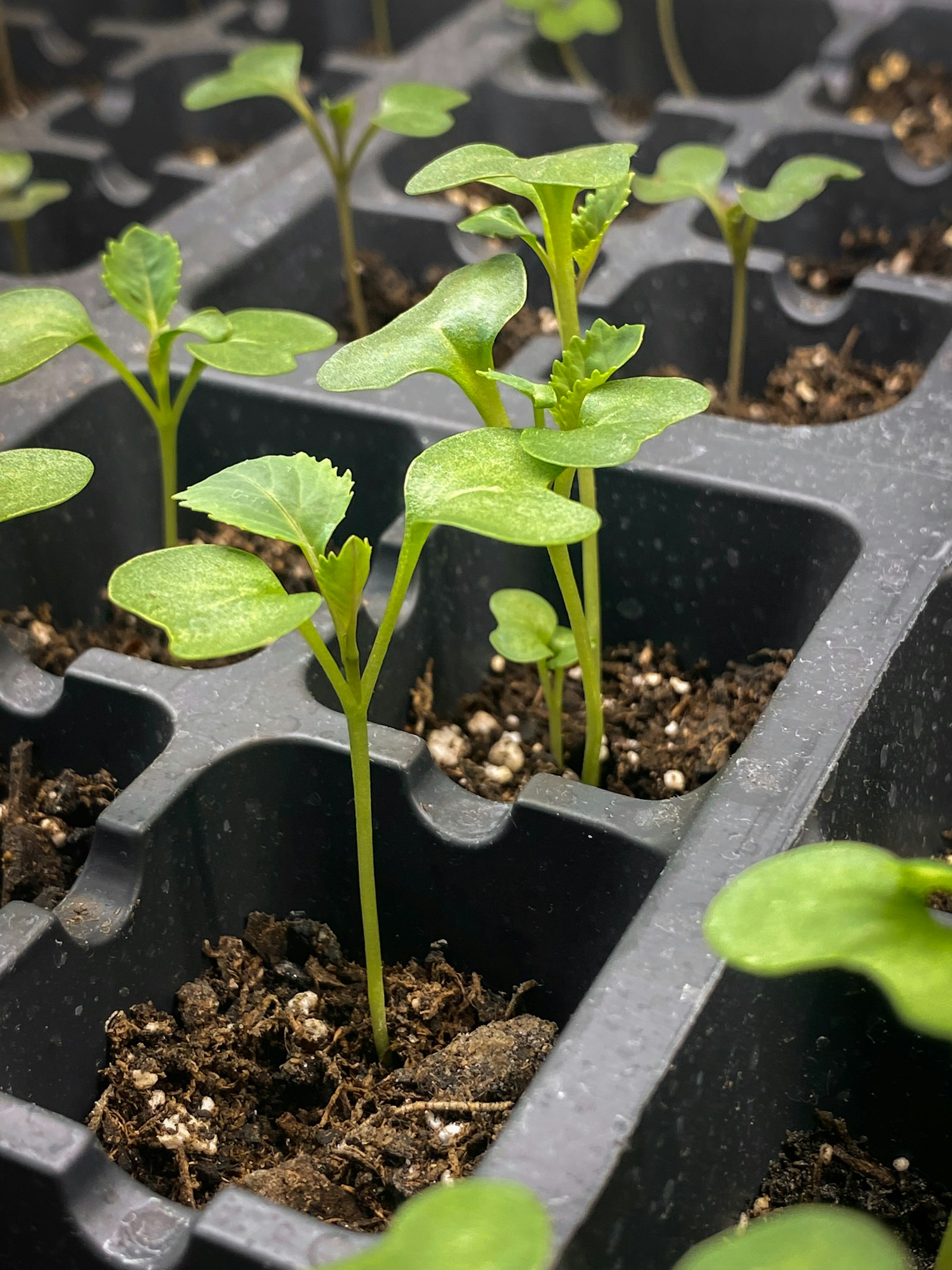Plateaux de jeunes plants de salade prêts à repiquer
