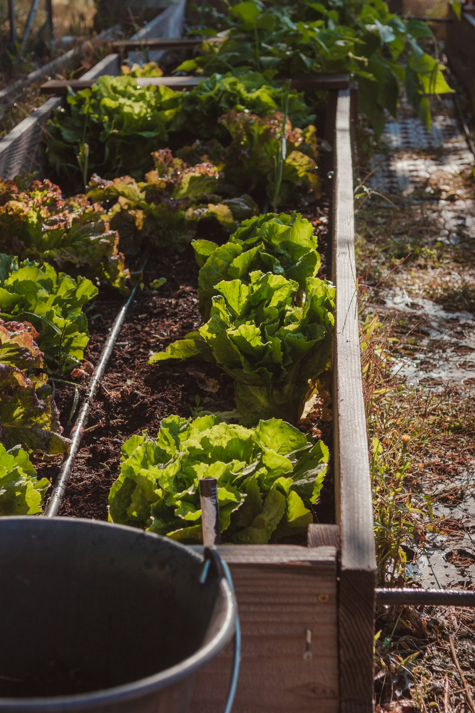 Planches de potager avec de nombreux plants verts