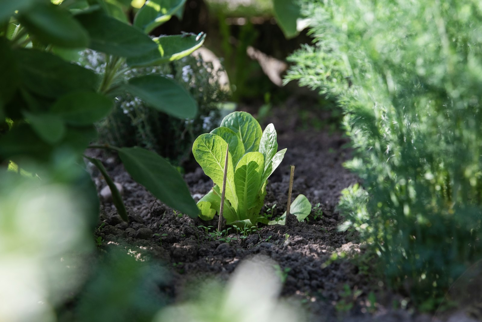 Plant de salade vert posé sur la terre du potager