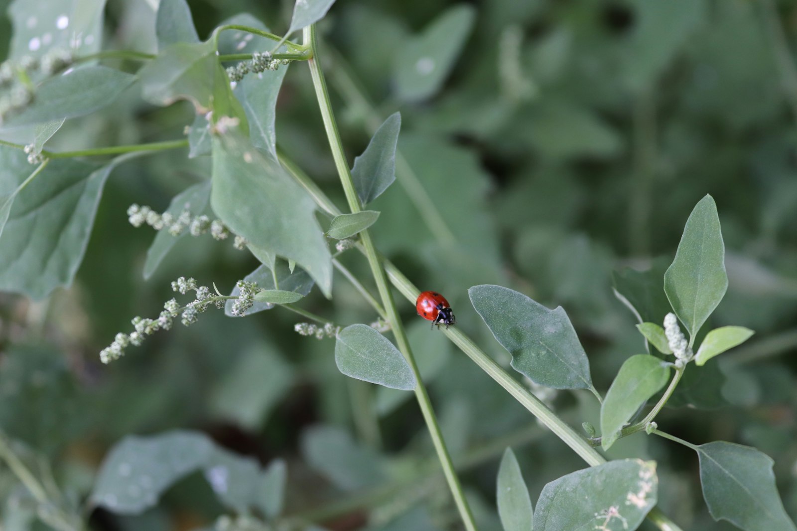 Coccinelle sur une feuille verte, prédateur naturel des pucerons