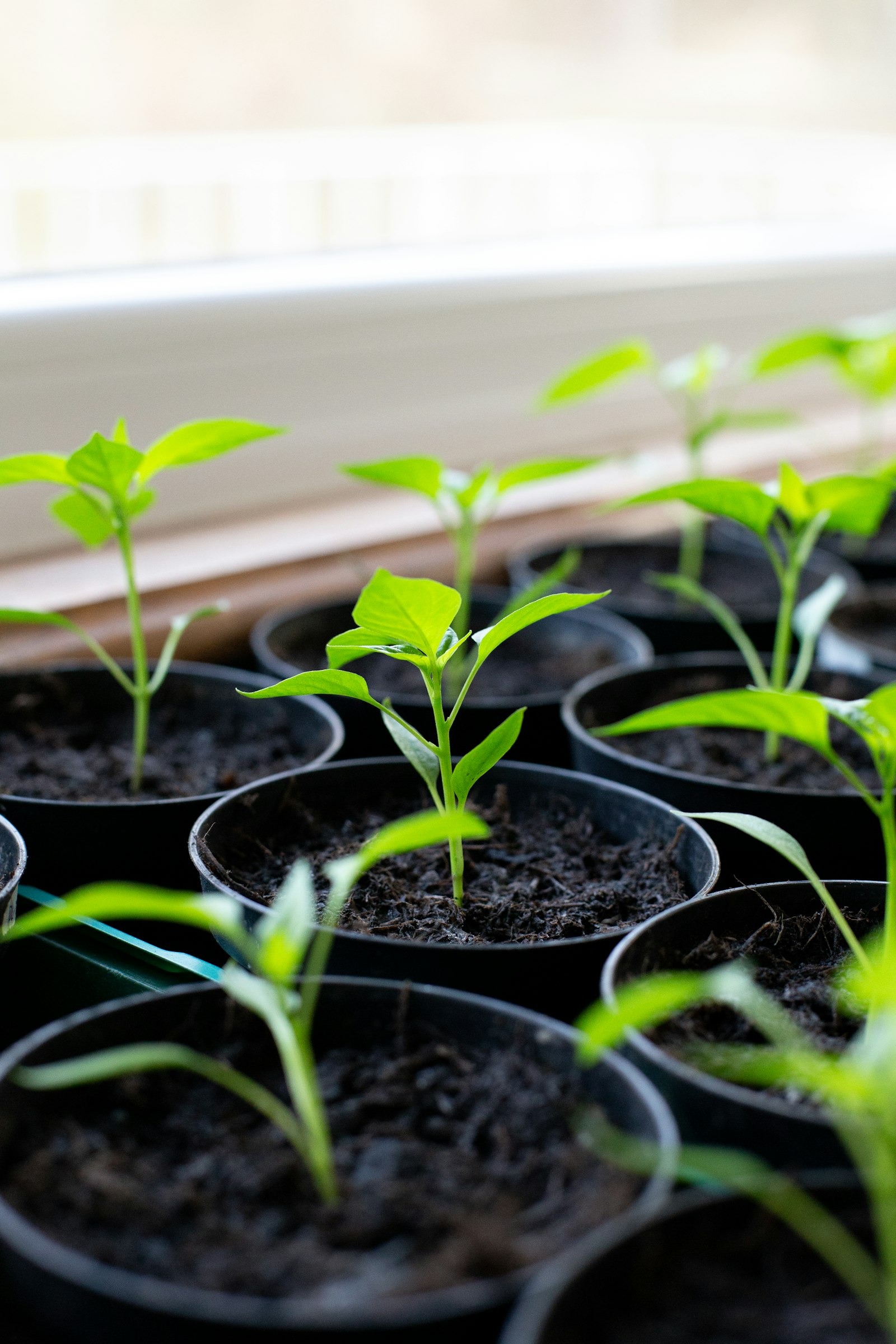 Jeunes plants de légumes sur un rebord de fenêtre