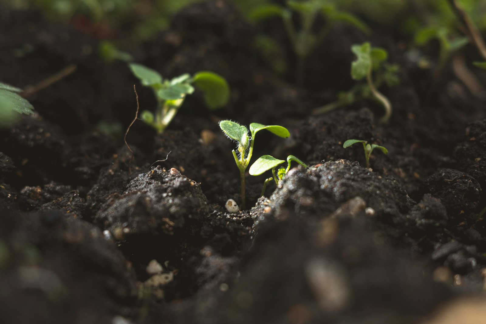 Jeunes plantules qui lèvent dans une terre de potager