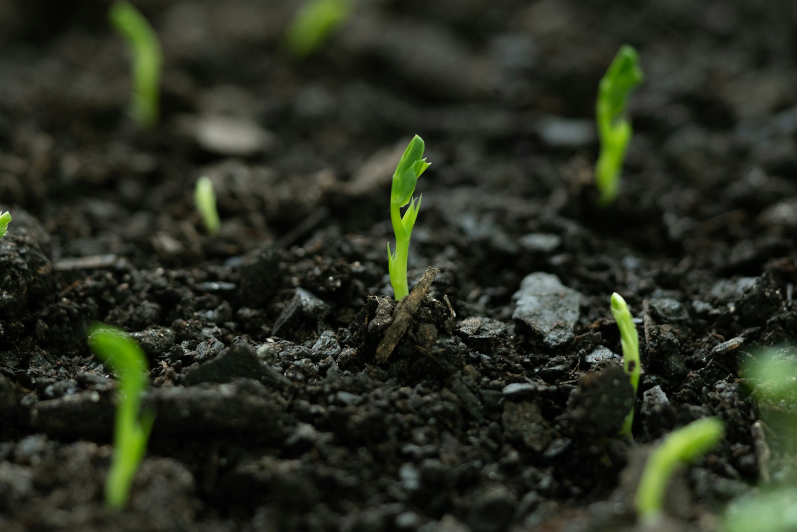 Petites plantules vertes en rang dans la terre