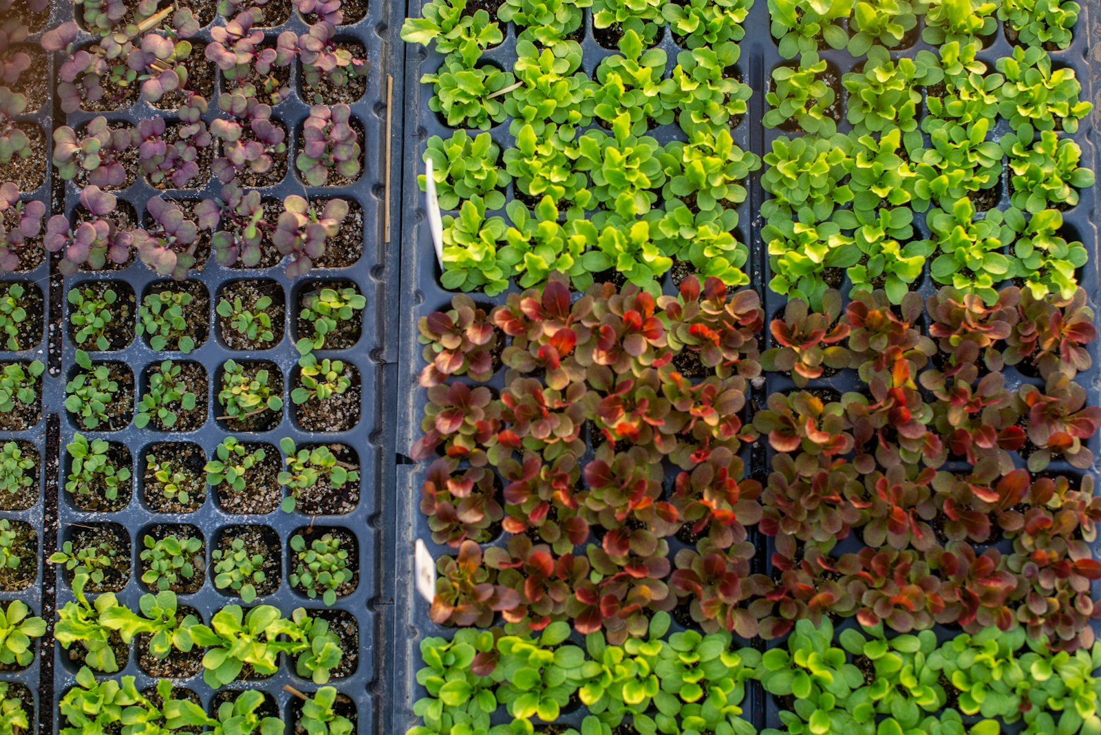 Plateau de jeunes plants en godets