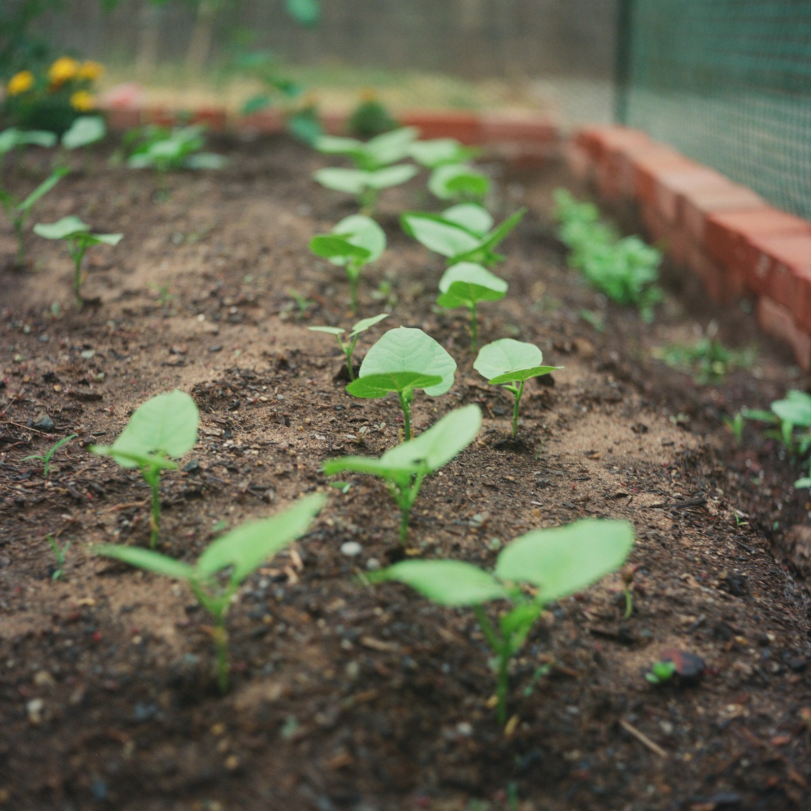 Jeunes semis alignés en rang dans une planche de potager