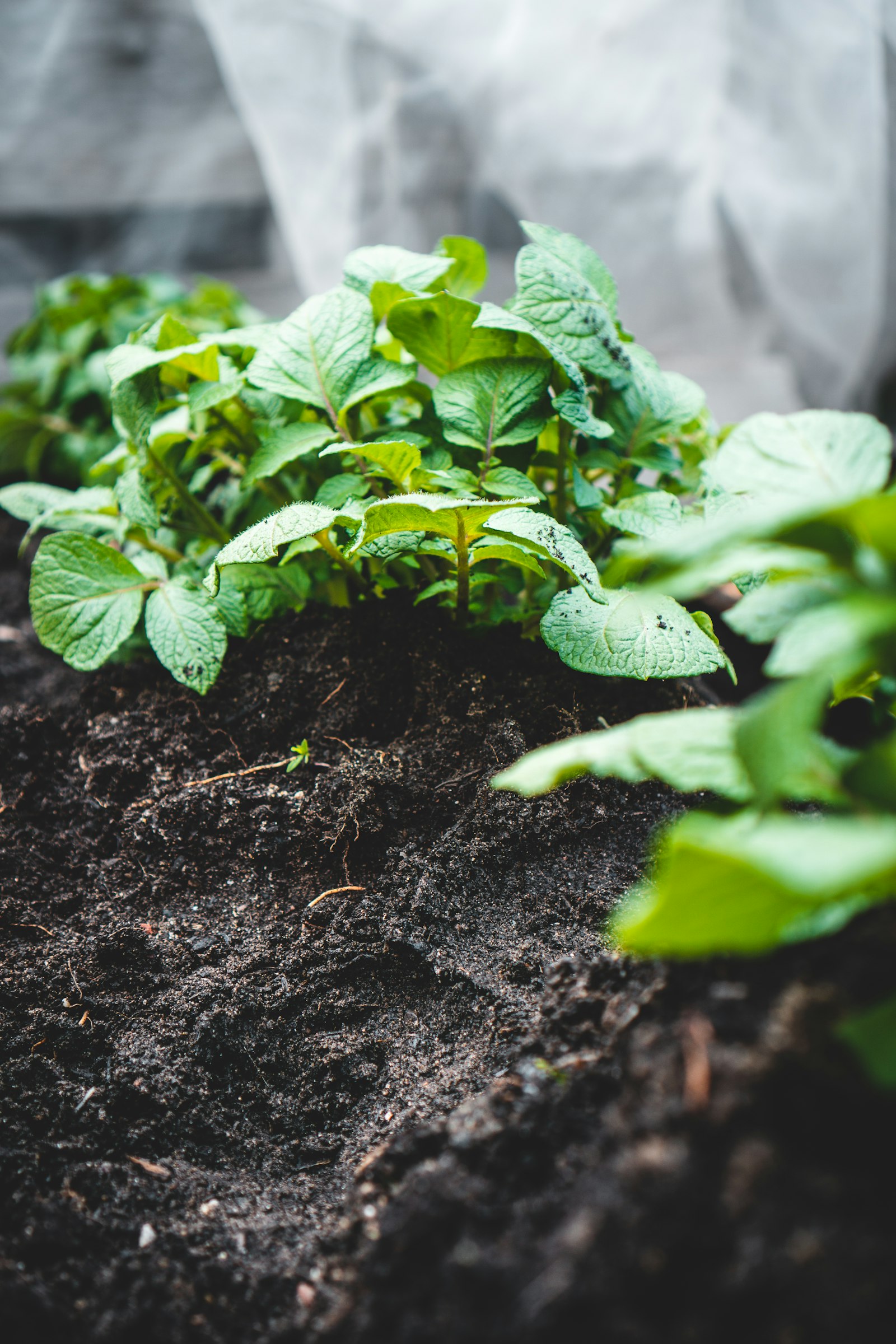 Jeune plante verte sur de la terre brune