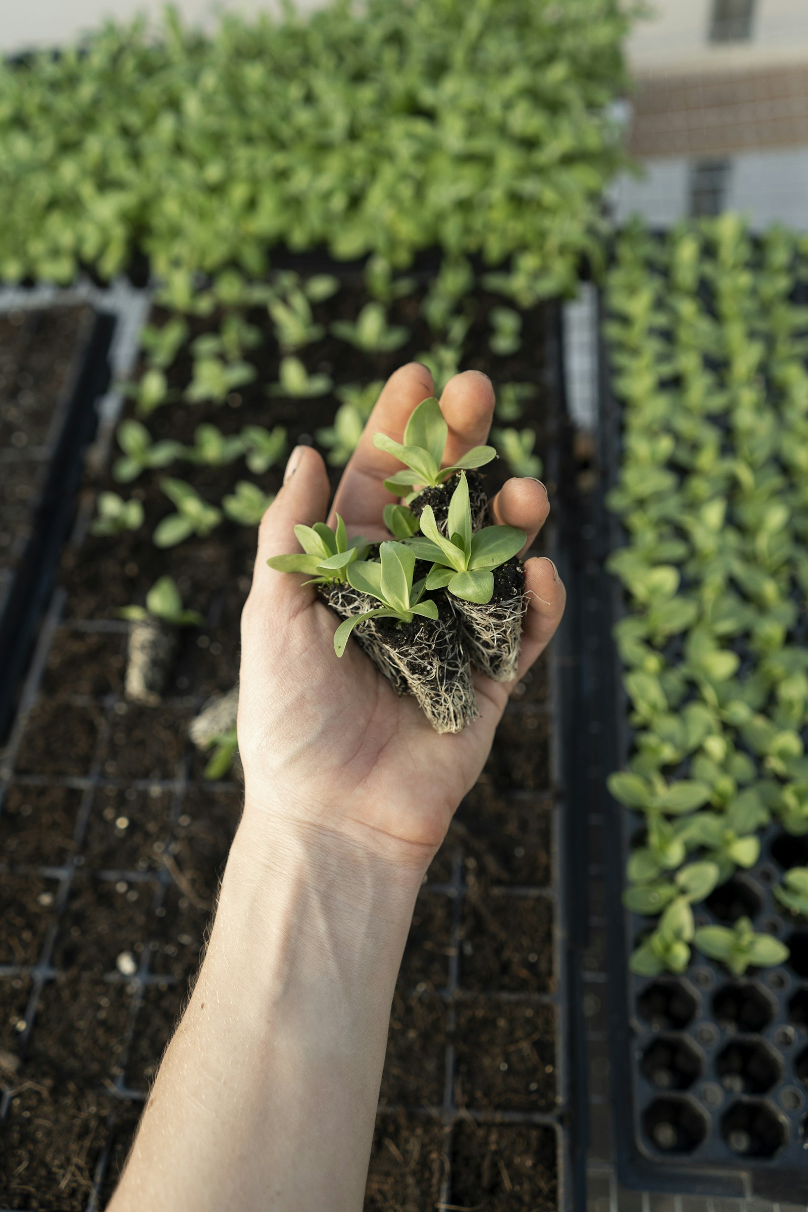 Jeune plantule tenue dans une main
