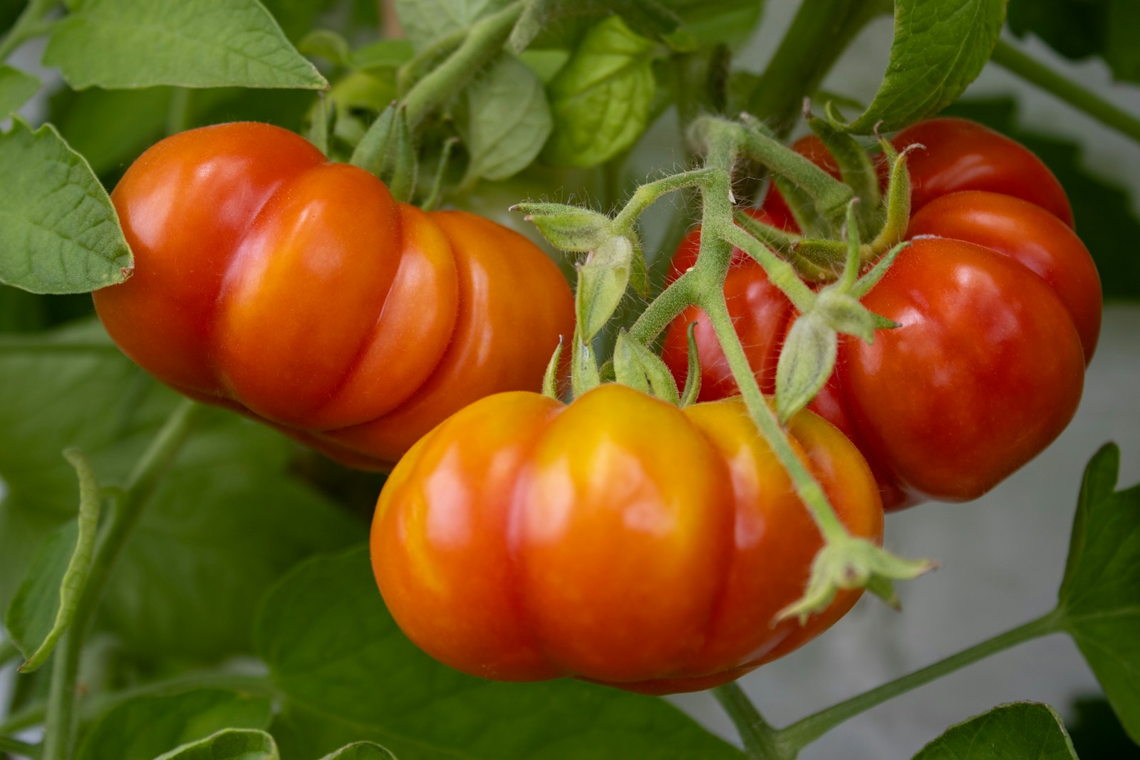Tomates orange suspendues à une tige verte